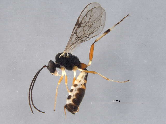 Image of Phobocampe bicingulata (Gravenhorst 1829)