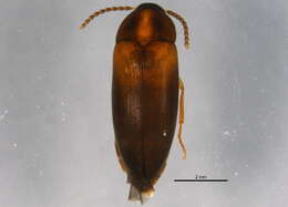 Image of Hallomenus