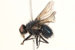 Image of Calliphora montana (Shannon 1926)