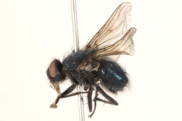 Image of Calliphora montana (Shannon 1926)