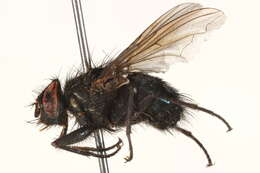 Image of Calliphora alaskensis (Shannon 1923)