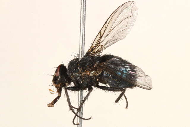 Image of Calliphora montana (Shannon 1926)