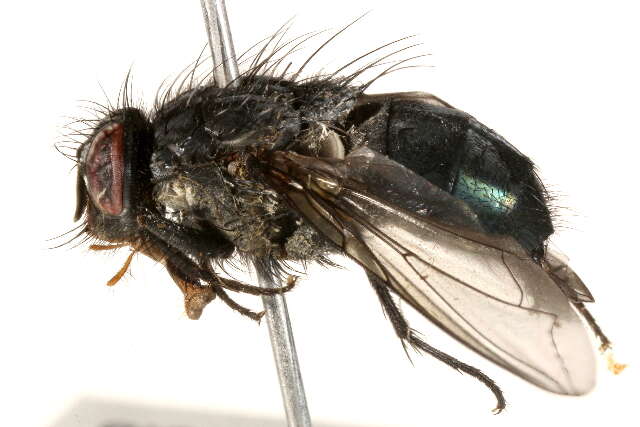 Image of Calliphora alaskensis (Shannon 1923)