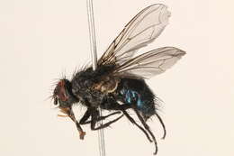 Image of Calliphora montana (Shannon 1926)