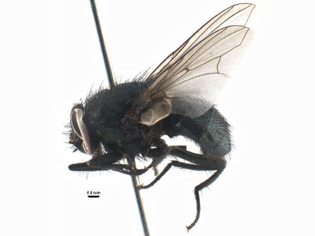 Sivun Dasyphora cyanicolor kuva