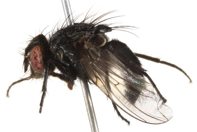 Image of Calliphora alaskensis (Shannon 1923)