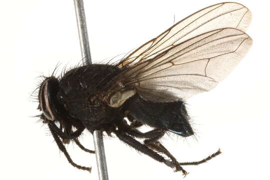 Image of Dasyphora cyanicolor