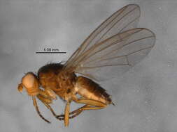 Image of heleomyzid flies