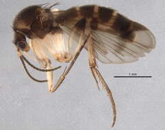 صورة Mycetophila eppingensis Chandler 2001