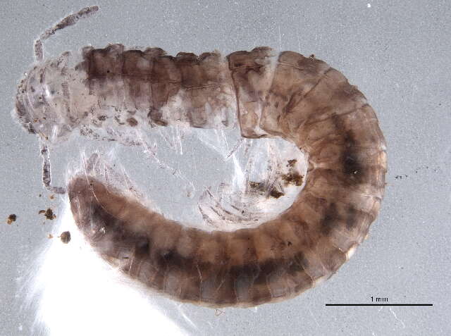 Chordeumatidae resmi