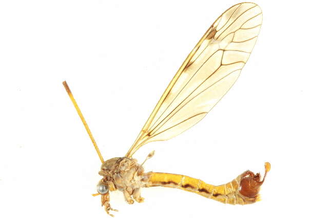 Image of Tipula (Labiotipula) macrolabis Loew 1864