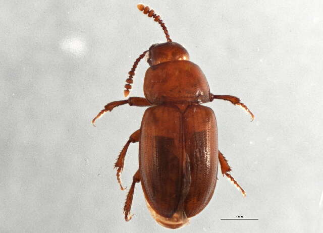 Image of Macrohydnobius montanus Peck & Cook 2009