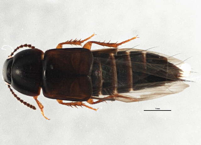 Image of Tachinus (Tachinus) luridus Erichson 1840