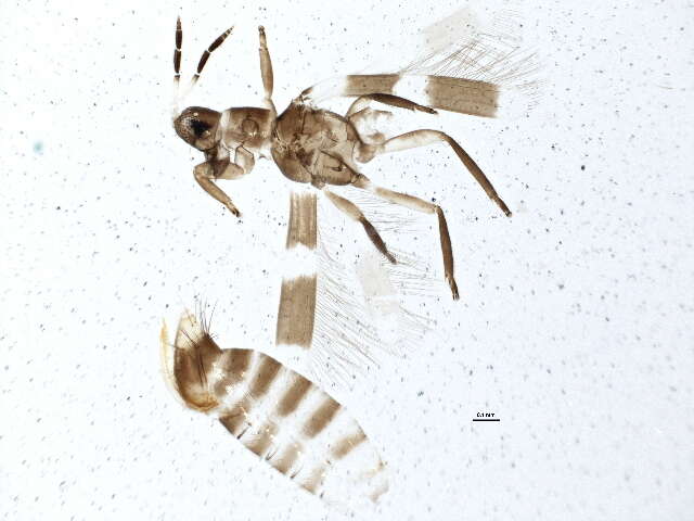 Image of Aeolothrips ericae Bagnall 1920