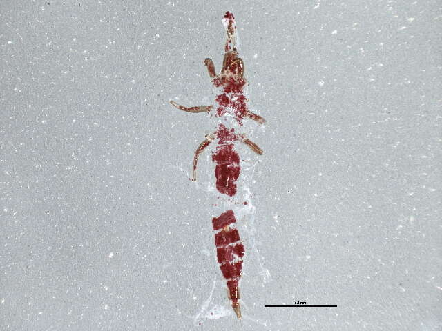 Image of Leptothrips