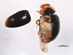 Image of Scymnus (Scymnus) apicanus J. Chapin 1973