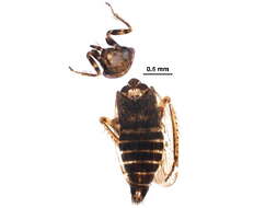 Image of Limotettix