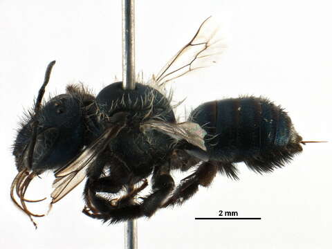 Image of Osmia pulsatillae Cockerell 1907