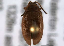 Image of Ophraella cribrata (J. L. Le Conte 1865)