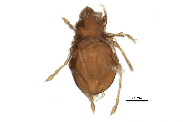 Image of Gymnodamaeidae Grandjean 1954