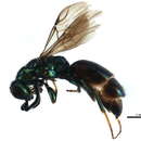 Image of <i>Cleptes alienus</i>