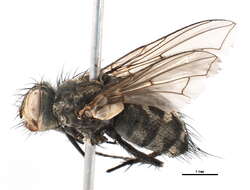 Image of Ptilodexia conjuncta (Wulp 1891)