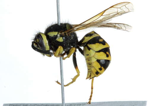 Image de Vespula atropilosa (Sladen 1918)