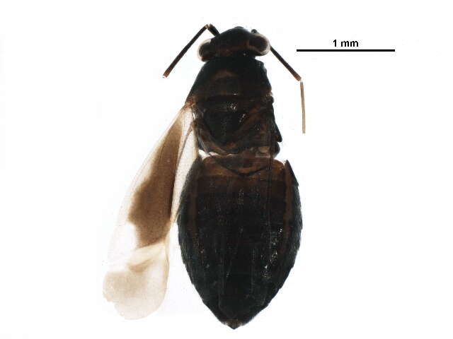 صورة Chlamydatus obliquus (Uhler 1893)