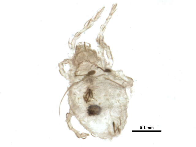 Image of Gymnodamaeidae Grandjean 1954