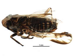 Laccocera vittipennis Van Duzee 1897 resmi