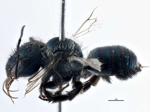 Osmia pulsatillae Cockerell 1907的图像