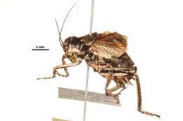 Sivun Cyphoderris monstrosa Uhler 1864 kuva