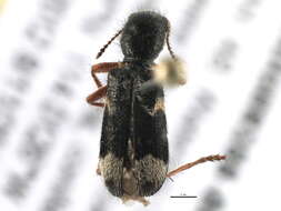 Image of <i>Thanasimus undatulus nubilus</i> (Klug 1842)