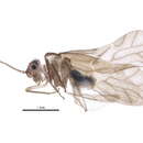 Image of Xanthocaecilius sommermanae (Mockford 1955)
