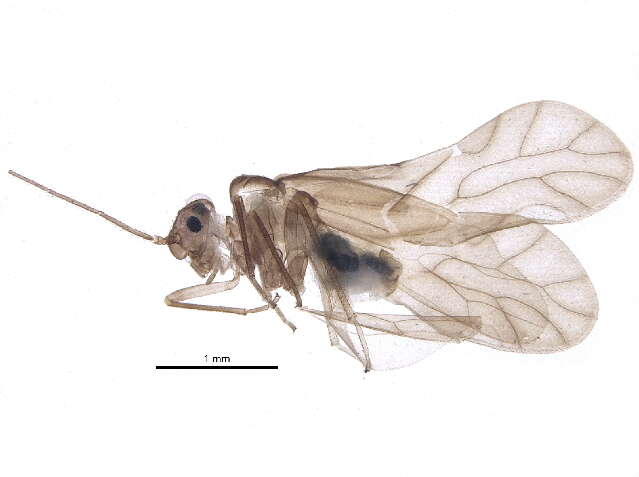 Image of Xanthocaecilius sommermanae (Mockford 1955)