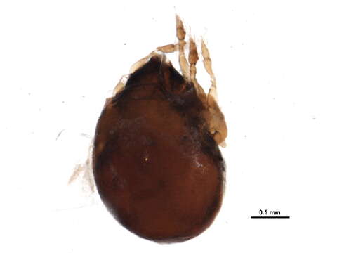 Image of Phenopelopoidea Petrunkevitch 1955