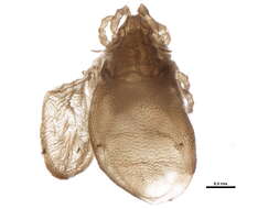 Image of Ametroproctidae Subías 2004