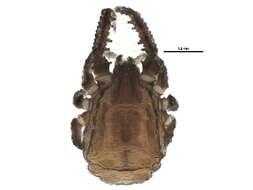 Image of Caeculidae