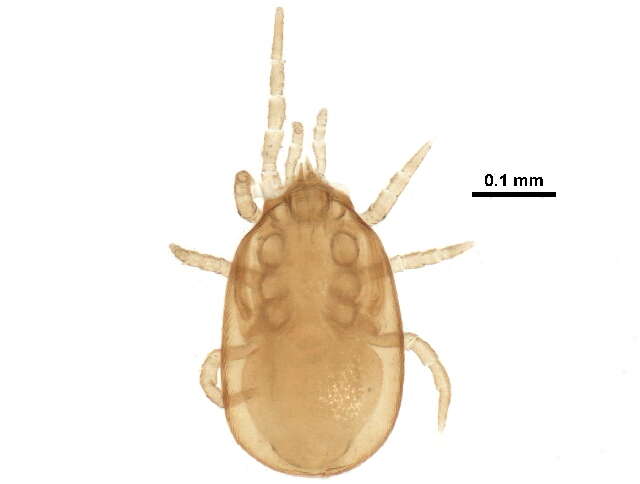 Image of Pachylaelapidae