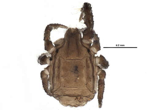 Image of Caeculidae