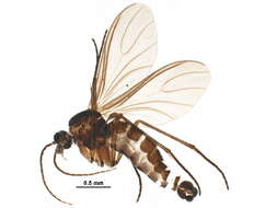 Image of Sciara hebes (Loew 1870)