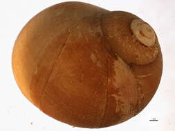 Image of common northern moonsnail