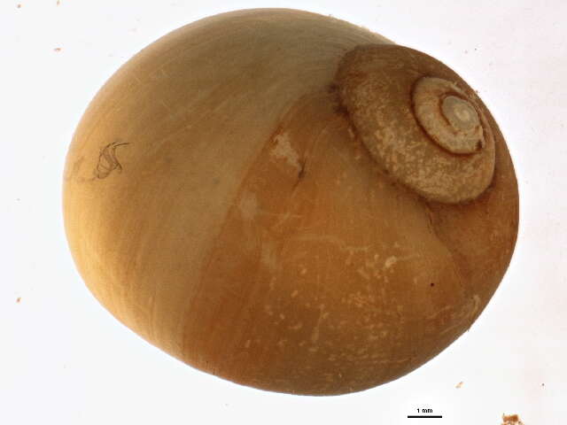 Image of common northern moonsnail