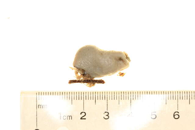 Image of Didemnidae Giard 1872