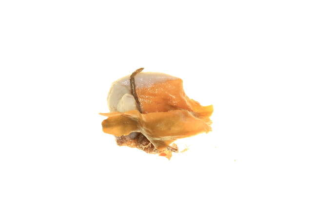 Image of Didemnidae Giard 1872
