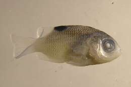 Image of Cocoa Damselfish