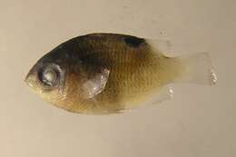 Image of Cocoa Damselfish