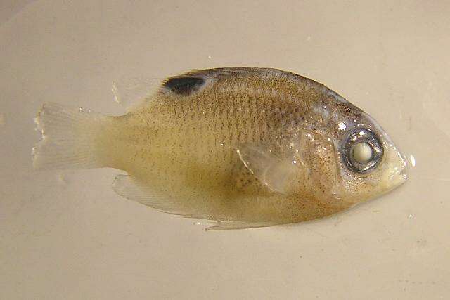 Image of Cocoa Damselfish