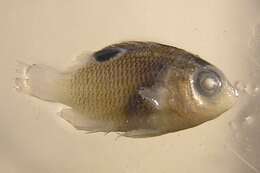 Image of Cocoa Damselfish