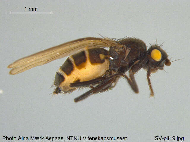 <i>Norrbomia fumipennis</i> resmi